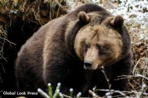 Охотник погиб в лапах медведя в Красноярском крае. Предположительно, он потревожил сон дикого животного. Фото: DP.ru