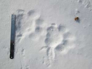 Даже тонкий слой снежного покрова позволяет специалистам фиксировать передвижения тигров и леопардов. Фото с сайта Дейта.Ru (http://deita.ru)