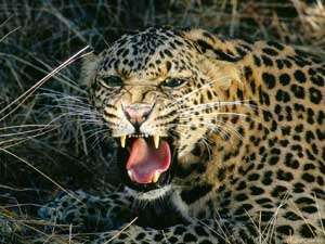 Леопард. Фото: http://www.africa.org.ua