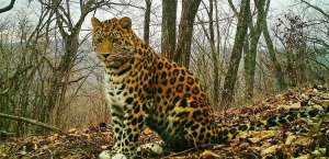 Нацпарк &quot;Земля леопарда&quot;. Фото: http://fedpress.ru