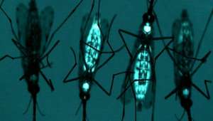   Голубым цветом отмечены места в организме комаров, в которых активируются гены сопротивления малярийным паразитам (фото A. A. James).