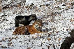 Тигр Амур и козел Тимур. Фото: А. Федосеев / Приморский сафари-парк