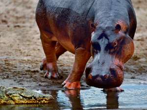 После смерти Эскобара в 1993 году бегемоты разбежались и расплодились вдоль местных рек, ведя такой же образ жизни, как и на родине в Африке. Фото: Global Look Press