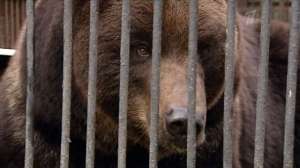 Медведь в зоопарке. Фото: http://1tv.ru