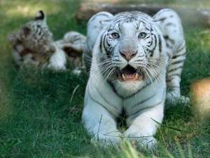 В ялтинском зоопарке умер второй за время режима ЧС бенгальский тигренок. Фото: Reuters