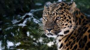 Дальневосточный леопард. Фото: http://tellaboutall.ru/