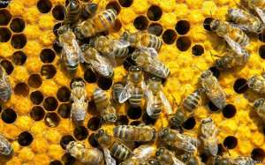 Пчелы. Фото: http://interesting-information.ru