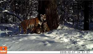 Тигрица Золушка с 2 тигрятами. Фото: Заповедник Бастак