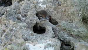 Небольшая птица, заточённая в трещине среди камней (фото Abdeljebbar Qninba).
