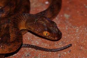  По количеству летальных исходов от укусов австралийских змей опережают их сородичи из Индии, Шри-Ланки и Нигерии. Фото: ©flickr.com/Alan Wynn