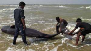 На пляж в Индии выбросились около 100 короткоплавниковых гринд. Фото: BBC