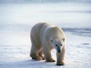 Белый медведь. Фото: http://izvestiaur.ru
