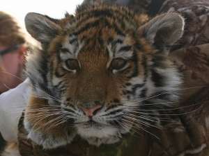 Тигрица с детенышем могут быть сильно истощены. Фото: Дейта.Ru