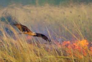  Возможно, огонь помогает хищным птицам выгонять добычу из зарослей ©Robert Gosford/Crickey  Naked Science http://naked-science.ru/article/sci/khishchnye-ptitsy-nauchilis-is