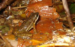 Бразильская лягушка-лесолюб Hylodes japi. (Фото F&amp;#225;bio de Sa&amp;#769; / Universidade Estadual Paulista.)