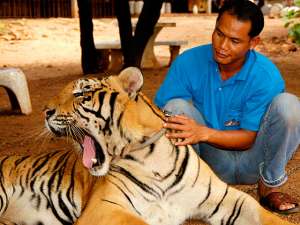 Журнал National Geographic опубликовал статью, посвященную известному среди любителей дикой природы буддийскому тигриному монастырю Ват Па Луангта Буа Янасампанно, расположенному на западе Таиланда. Фото: Global Look Press