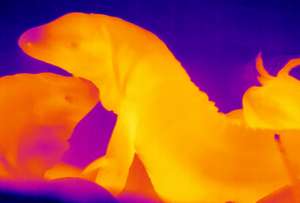  Холоднокровные южноамериканские ящерицы получают тепло из окружающей среды, подолгу греясь под солнечными лучами. Фото:  ©sciencenews.org