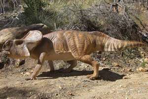 Protoceratops andrewsi. Изображение: gondwanastudios.com