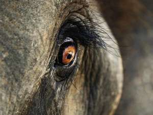 В Таиланде разъяренный слон убил туриста из Шотландии, затоптав его и проткнув бивнем. Дочь шотландца успела спастись, отделавшись легкими травмами. В то же время животное серьезно ранило своего погонщика. Фото: Global Look Press