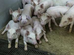 В Крыму ввели режим чрезвычайной ситуации из-за вспышки африканской чумы свиней. Фото: Global Look Press