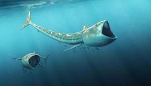 Виды, принадлежавшие к роду Rhinconichthys, вымерли примерно 92 миллиона лет тому назад (иллюстрация Robert Nicholls).