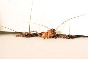 Устройство экзоскелета позволяет тараканам протискиваться даже в самые узкие щели. (Фото PolyPEDAL Lab UC Berkeley.)