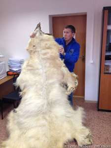 Руководитель «Медвежьего патруля» Виктор Никифоров проводит экспертизу конфискованной шкуры белого медведя. Фото: WWF 
