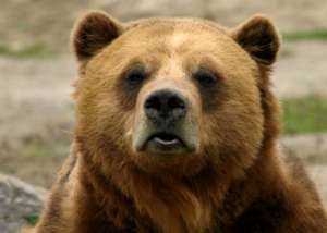 Бурый медведь. Фото: http://strana.ru