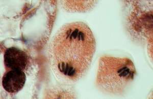 Гомологичные хромосомы расходятся после кроссинговера. (Фото Clouds Hill Imaging Ltd. / CORBIS.)