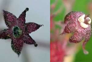 Цветки паразитирующих на грибах растений S. yakushimensis (слева) и S. japonica (справа) ©Yamashita Hiroaki