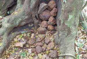  Даже в забрасывании камнями ни в чем неповинных деревьев должен быть какой-то смысл ©MPI-EVA/PanAfChimbo Foundation