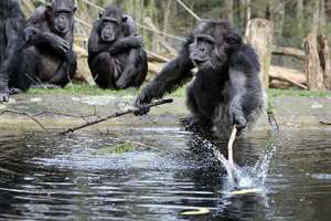 Шимпанзе. Фото с сайта Lenta.Ru 