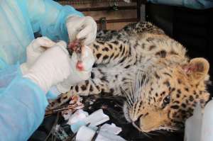 Раненый леопард в Приморье. Фото: http://aif.ru