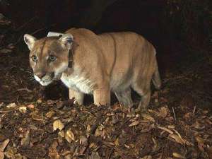 В нападении на коалу с целью позднего ужина заподозрили знаменитого голливудского горного льва по кличке П-22, обитающего в парке Гриффит. Фото: Reuters