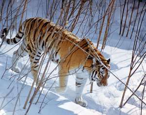 Амурский тигр. Фото: http://putin.kremlin.ru