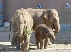 Слоны в зоопарке. Фото: http://www.day-news.ru