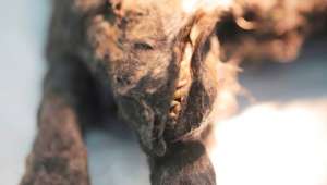   Голова щенка сохранилась почти полностью: учёные изучают его зубы, уши и мозг (фото Ивана Тищенко).
