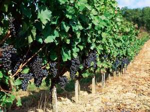 Изменение климата помогло французским виноградникам, но в будущем все может измениться. Фото: Global Look Press
