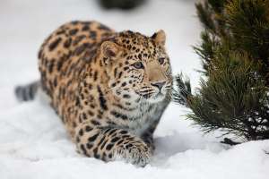 Дальневосточный леопард. Фото с сайта http://umeda.ru