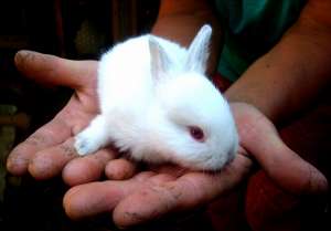 Гигантские пуховые кролики породы Немецкая Ангорa Angora bunny Angora rabbit