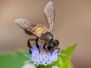 Китайская восковая пчела Rushenb/Wikimedia Commons