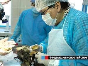 В Якутии ученые извлекли мозг щенка, жившего 12,5 тысяч лет назад. Фото: СВФУ