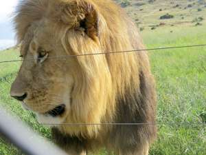 В ЮАР в очередной раз сбежал из заповедника лев по кличке Сильвестр, сообщает Reuters со ссылкой на управление национальных парков ЮАР. Фото: Global Look Press