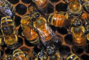  Непродолжительное голодание на стадии личинки полезно для пчел. Фото: ©flickr.com/Pamala Wilson