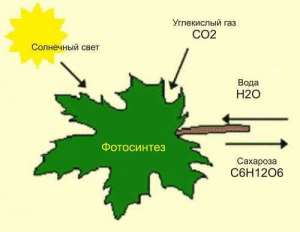 Что такое фотосинтез.