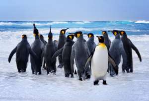 Одна из фотографий, на которых посетителей сайта просят отмечать пингвинов. © Penguin Watch