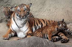Малайские тигры. Фото: Ernest Coleman / AP / The Enquirer 