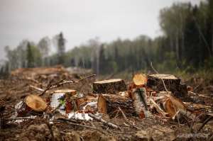 Рубка леса. Фото: http://1ul.ru