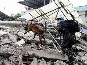 В Эквадоре умер от изнеможения пес, помогавший спасателям извлекать людей из-под завалов. За четыре дня он помог найти и спасти семерых людей. Фото: Global Look Press