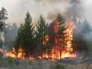 Лесные пожары. Фото: http://53news.ru